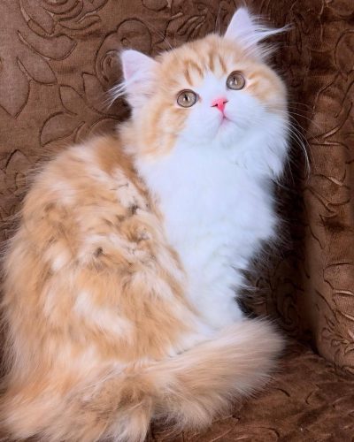 att.Fyx5zjtTSRZ7DXBy5voPN7pkY6ZYDfrMX4PNGTBc8yk