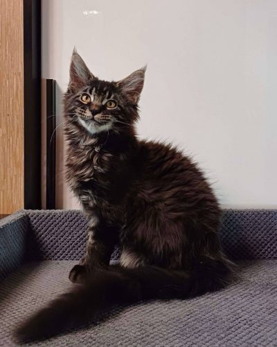 att.GWaQqyTNldRQZgaQLUjQhI6kkGbQ4Z2HqiyRN4wWM8Q