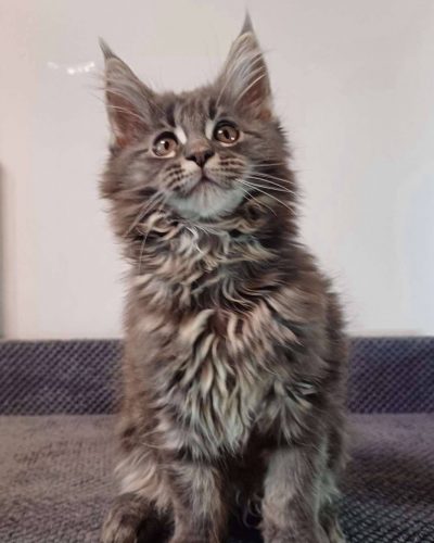 att.GcPIKQ7Iuj0KxNWoeqYeM9jowIMR-VUaDr14nGMbszU