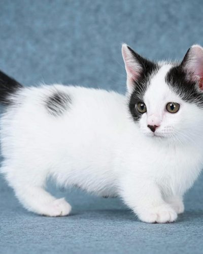 att.GoRGSigk3Vn27ohhU_J_Gxv90dPTzKNYmCEUMyG2I04