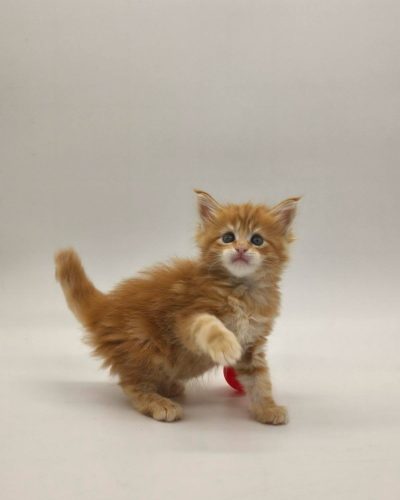 att.H0i8HeJR2L8DA9LQcSpEm8OJ9fBvkHdOsSQcGPsIi_o