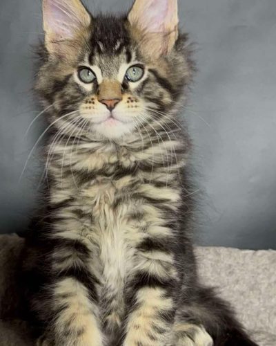 att.HGGAjbNmkaY9ylVbKJ3sNyAJAU4vrY8jKiuZXTtPPrQ