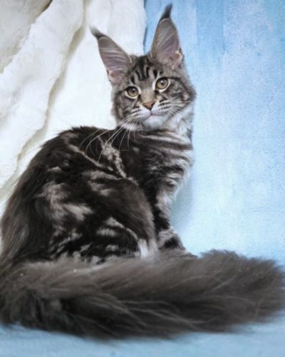 att.HHY8bllfsVsIRPsuns_YyBmauXd3GbNz4Ck2kdQi02Q