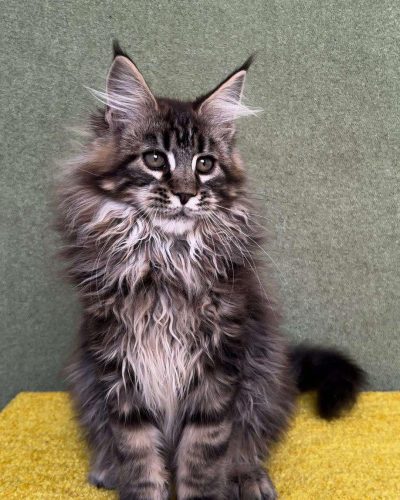 att.HPCz_8sw1a_41mn0Zvanj9EO0f8VG9PZ2SdyoHbygg4