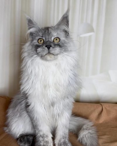 att.HyhvpBQzkQtEq7ymRHAsoNgJo7hTBdHoXOPpTcZKOt0