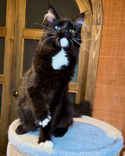 att.HzBec_IyV9s2I5S71rZ3Rg78ypwhyzjP5nBa_EraDJE