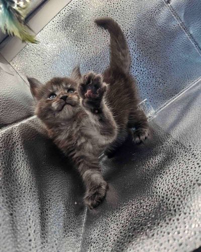 att.I5URFulx__vz2lT0LHQHAC4sLvHe6FpuN-VnAdpEEBk