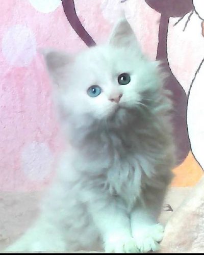 att.IMqCwKn3rCGnl2RP05R6fI1bMxAk8nyQXgiZIuCrSpo