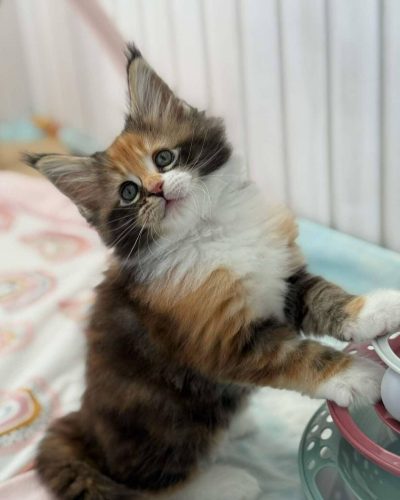 att.IQEhdfCnvGtgpBZfnBKLRQtAFkaOi7HsectMSZRQ2hw