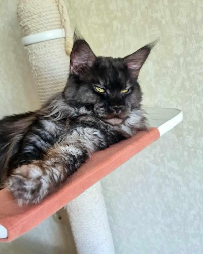 att.IcEcR4uHSmPItqauFYUTe890SFVwvu42Zr4cyXXyMMw