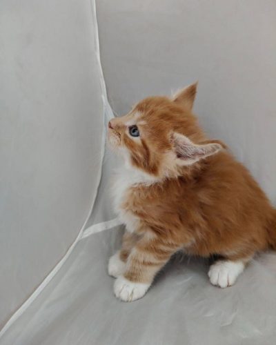 att.Id6CW2HuhvLwsM81fN_WLIeOZTxFN3ypMIjUbPsV6Ug