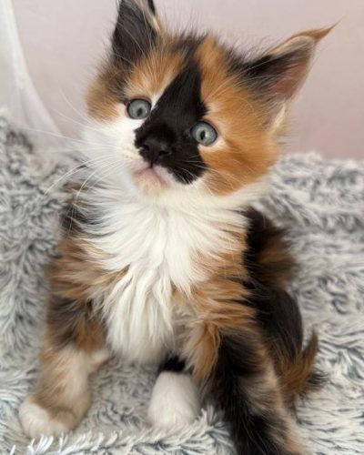 att.IhxoPdds9an_01cXeysaqrQAWqA3PStSZu3dNp7vZuk