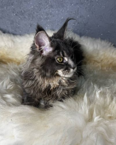 att.JBzUSnKPqXHygWVGRy7a0X0Lt0gDWe7zTYAaxEgXML4