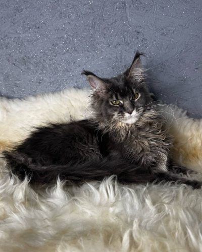 att.JUOXL9FK6HP5eWeqWOY31X1yjCj7301dqwjMkqKH0rk