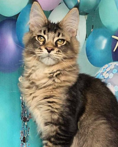 att.JUpvihfHN4kBHUuWMYW4rzpacAH_ezReicivWH8UaBc