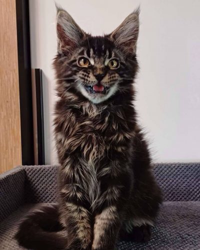 att.K2s2TG6ClRS6Q5ams4GmtpWvNSHJVdjfYmnSjLu6Ip4