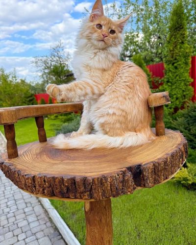 att.KLoCG-VxfwG4yxUsoCb0ep6vBbZs6lJgsYIzzwhtue0