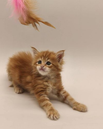 att.KVC00sXd6s3RDcAxSB7qEdRDjAiNngC0bAA33k08qnI