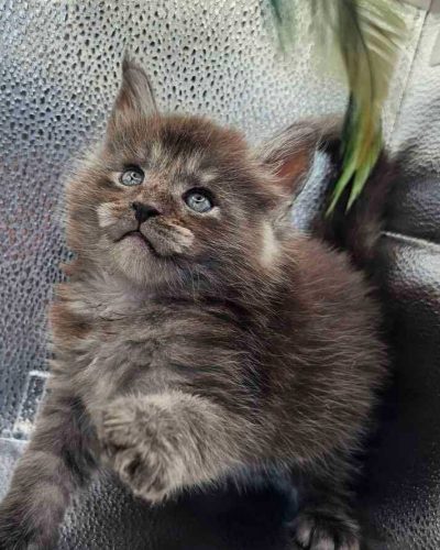 att.L5DbqkClu_qcN8IMEuFHsKSKQPaQCqti1IfXF0IM9Ec