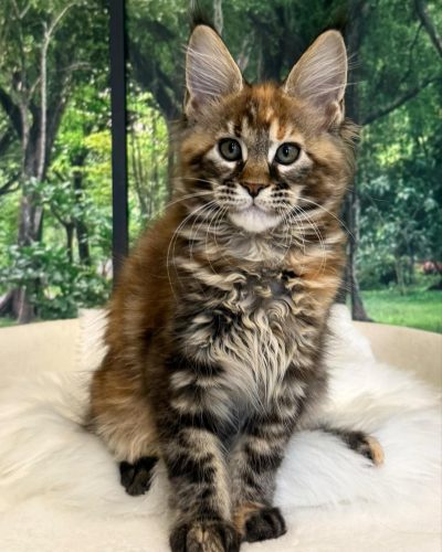 att.L6lAF01pTEV7iUdtG9yPxAKxA58fOqrzh0CSGnbBKbs