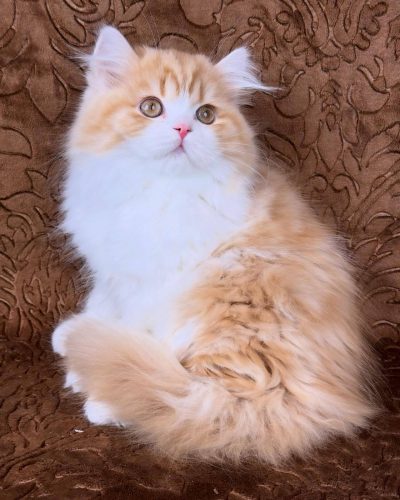 att.LE2BWUxtS9t9Pr7FslJ_nmGJoFFVQzoNJU7i9m2plYY