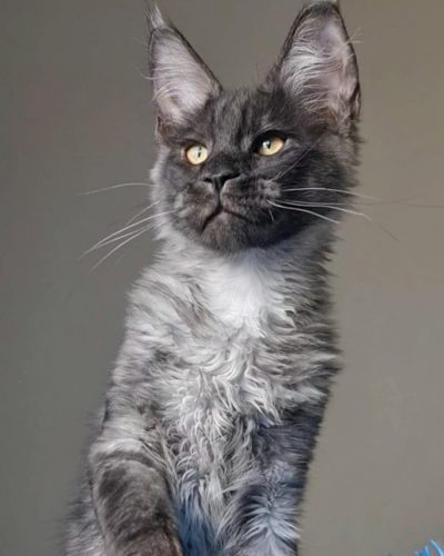 att.LKOdnQHzYVgECnKxZqiYUz9e97Q94RFfB6txONGc6as