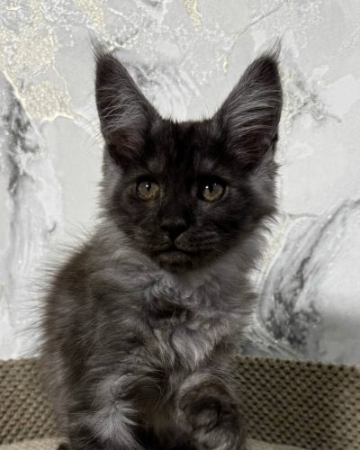 att.LLNyCj8QAqzVFs1A6mt0SL1SlJykCsCoxkg9FugfjQE