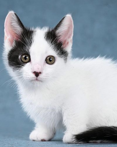 att.MLw3_4XEE6wTHOO692bzPMRSTDq0jIQiTR5xjYmqE3M