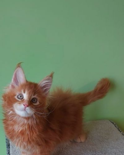 att.MNIG_SQDfEVWoMPYfbweO-i9aE1epFq3eLXBljd-NOM