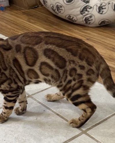 att.MXotnf6PyTWURyyPc4Qbf3mMAW0DYB9gsizO4eWPpRM