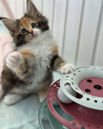 att.MdErLixtc4B_q9JUmZbMjaOlVy79GM6YCuCfqqgc0q0