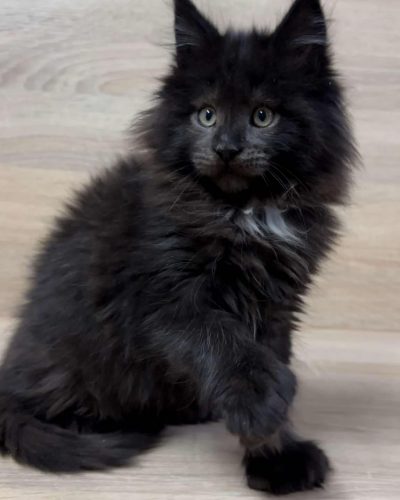 att.Mhc-GRNcGCNjAjfS-GnXFrFDgZPXJoeO-dbgAklml0k