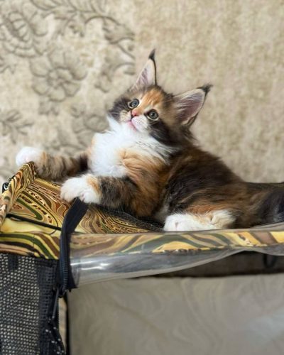 att.MuJcR_OI9GRUBatutWwOBWWPGtp6iBYiMjdibLNpXCM