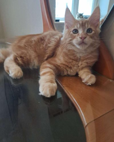 att.N5eCEFRIX0PWKo9ybPbFxZXXacvZuJulXO1dMif1Fj4