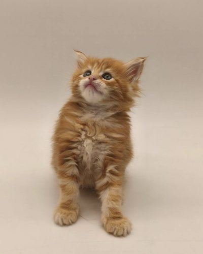 att.NH94Qj4OQefVNeJ6zzmANVBn-CU5IjCJC1z9gk4C1dk