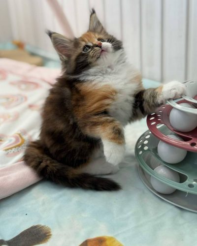 att.NarGm-r6go_hUm80iUeQgonwwZudjeWLm711ySBkMzg