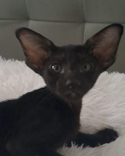 att.NuQqtEzeautsWnyead7pF7QHQnYkNSqYCejpJOdTzME