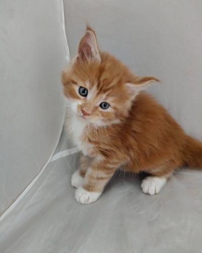 att.Nzujh-ZIPqB6P21HY5tIVhfEbas08vj-AWGYmBtkHGI