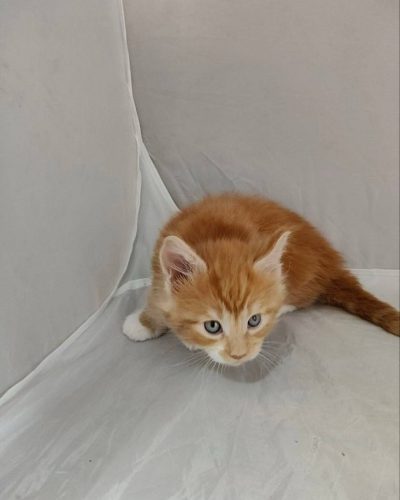 att.O-DYqWRiYERKLD97_6McR84o-6ubG8bUVIKfky0ivtQ