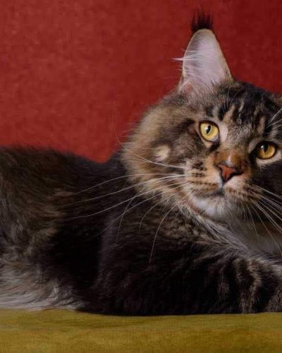 att.OgiXWYIackku6YO4W1USV74JyQ8mXpZx0Y9sM2jxyZk