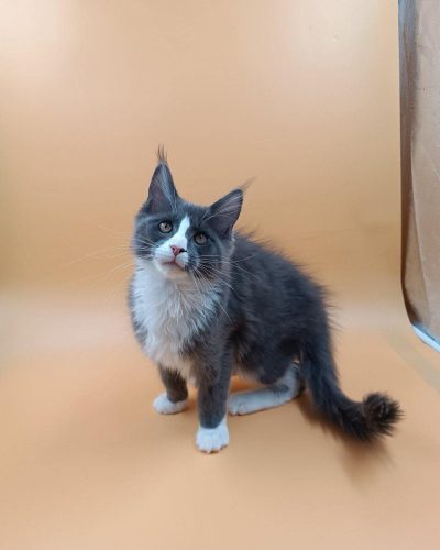 att.OrdnyD6b_rkb9nNu4x19r0o-BiqhMl-RvOgfT0DIxpk