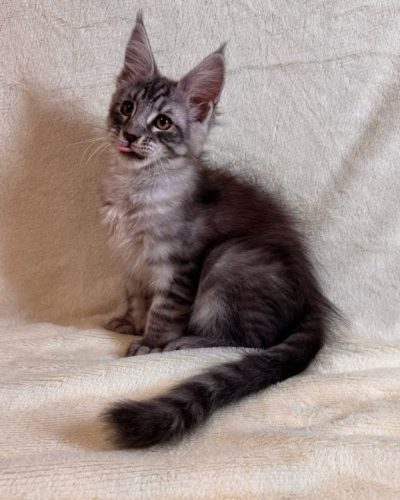 att.P8zQujmF26G9t2HUQDr-81C3uju39wz3lkheqEl0HXM