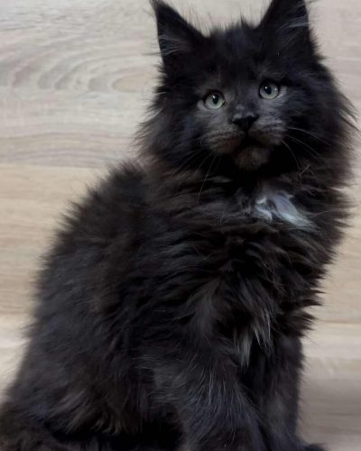 att.PALtycAcInVFvlWdYeqrTexAsLYOMN3TDohsDDMUI5E