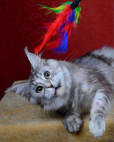 att.PKT2eIEt2hsqK-5JXz4pq_Oe3bc25lotXoXlY4h-Jtw