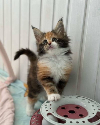 att.PLpGQ347eo6dUcsyrCN-3kKPiy9r8OqrtKlY5CatTUY