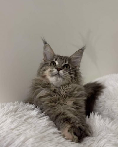 att.PLxVhh4IAQB9GkyOwjbnC4VV9KRf6Xkonqdm-nbKv6M