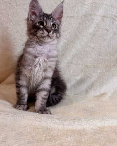 att.PY9lQarjN-7_z_OjpVBJGDW8skTQfgay-5vovlZcRFY