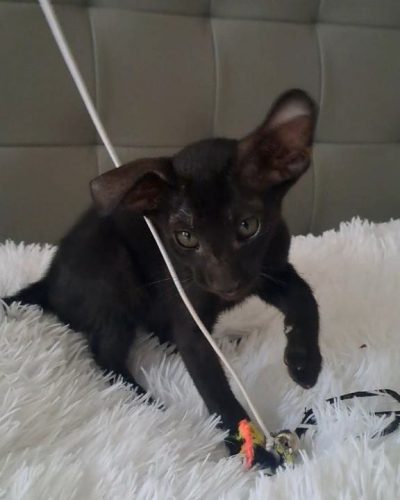 att.Q4_0ZS_3JHGCNoyM8agmt7N2H3eNHERmL9fjFLMUZPQ