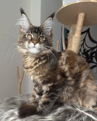 att.QMyFKSSvb0W7Iia7li_G4OvaVTVx3hcFLe1i6YJbW8U