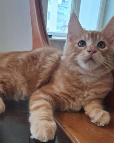 att.QaPdBqFYgYv6gikqZqSAHfjYIIyo2ZlzLIk4o6bX1-c